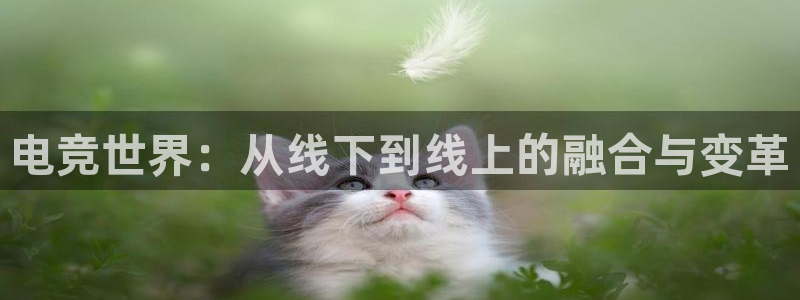 安博电竞网站是什么